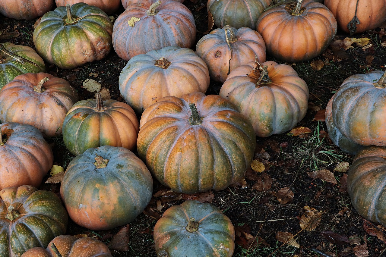 explore the ultimate pumpkin patch experience! discover a variety of pumpkins for carving, decorating, and cooking. enjoy family-friendly activities, hayrides, and seasonal treats. visit us for a fun-filled day in the heart of autumn!