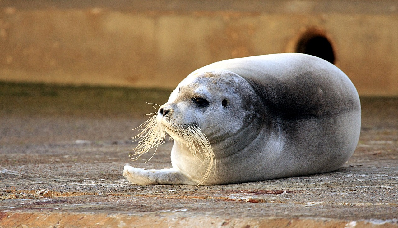 discover the intriguing world of bart, a character who embodies humor and mischief. dive into his adventures and explore how he captivates audiences with his witty personality and unique charm.