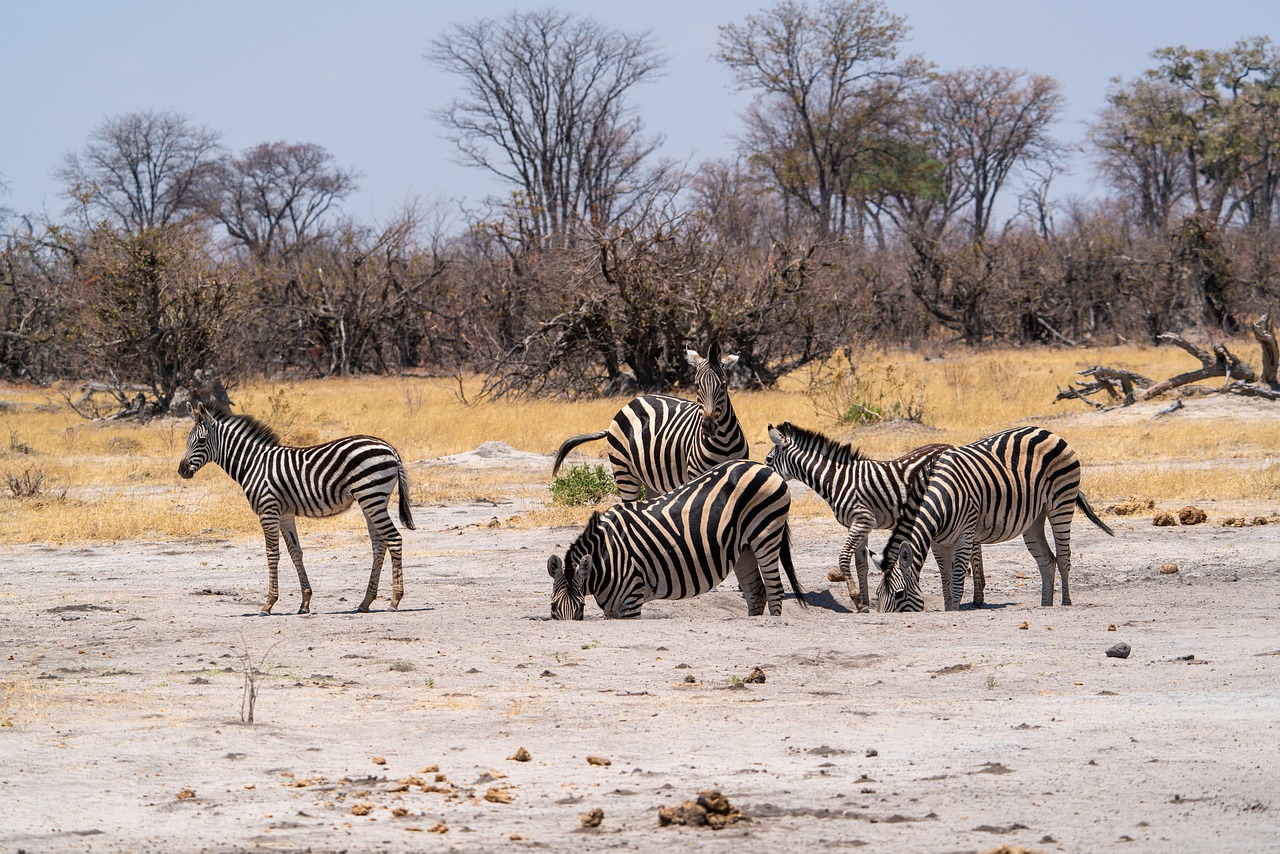 discover the enchanting world of 'dazzles', where vibrant colors and stunning designs come together to create a visual feast. explore our unique collection and let your imagination shine!